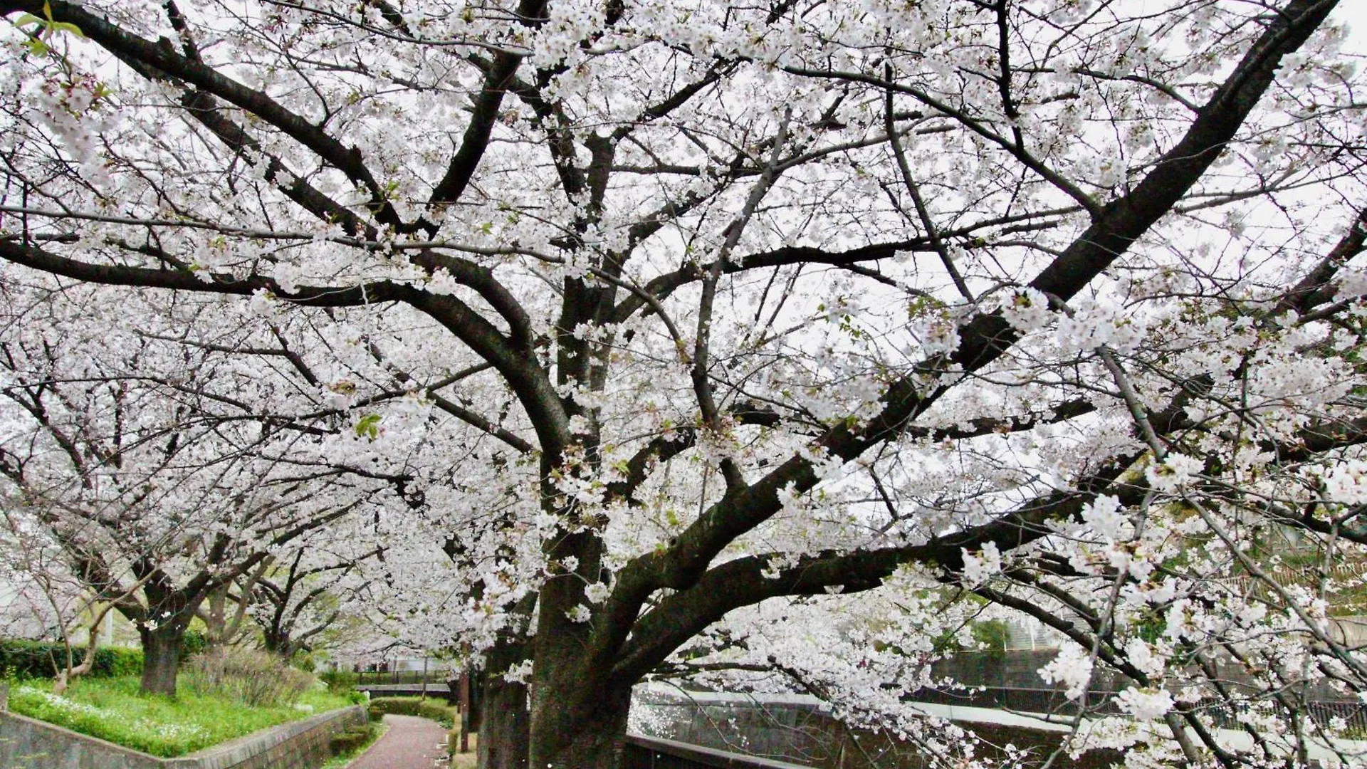 Family Or Business Travel 20 Percent Off Free Ikebukuro Shuttle Garden Villa Up To 7 Guests Tokyo Japan